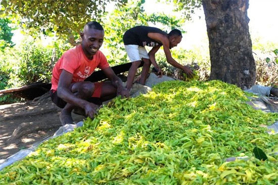 Les huiles essentielles africaines répandent leurs parfums en Chine